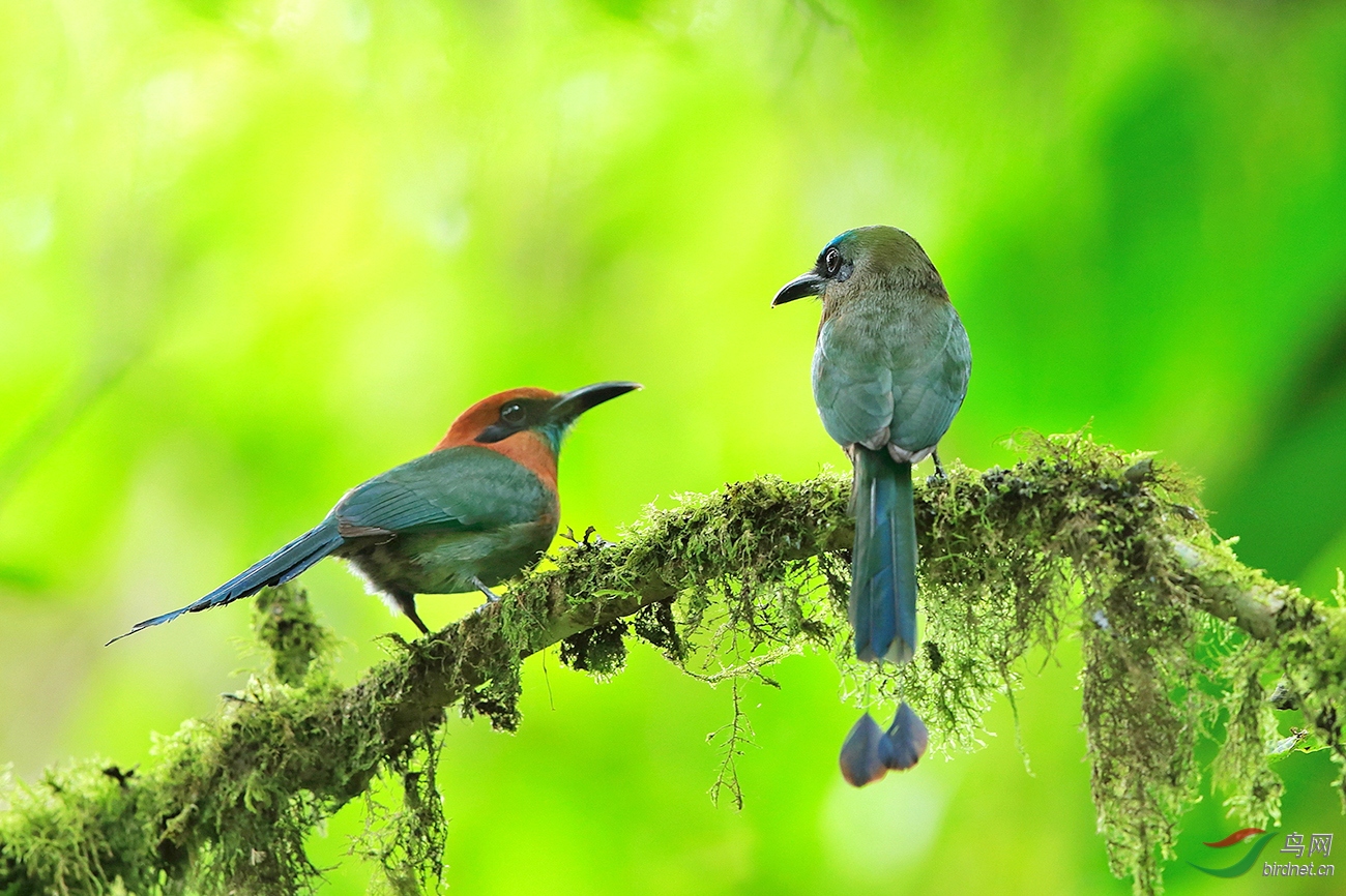 二只翠鴗鸟阔嘴翠鴗隆嘴翠鴗