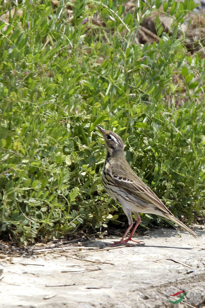 IMG_4799.jpg