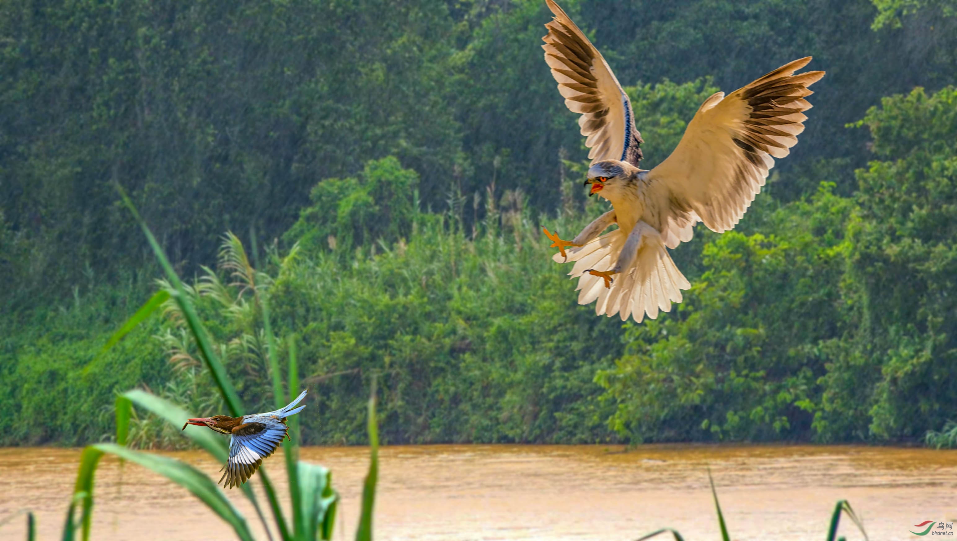 ������ ��ӥ�ں�500k.jpg