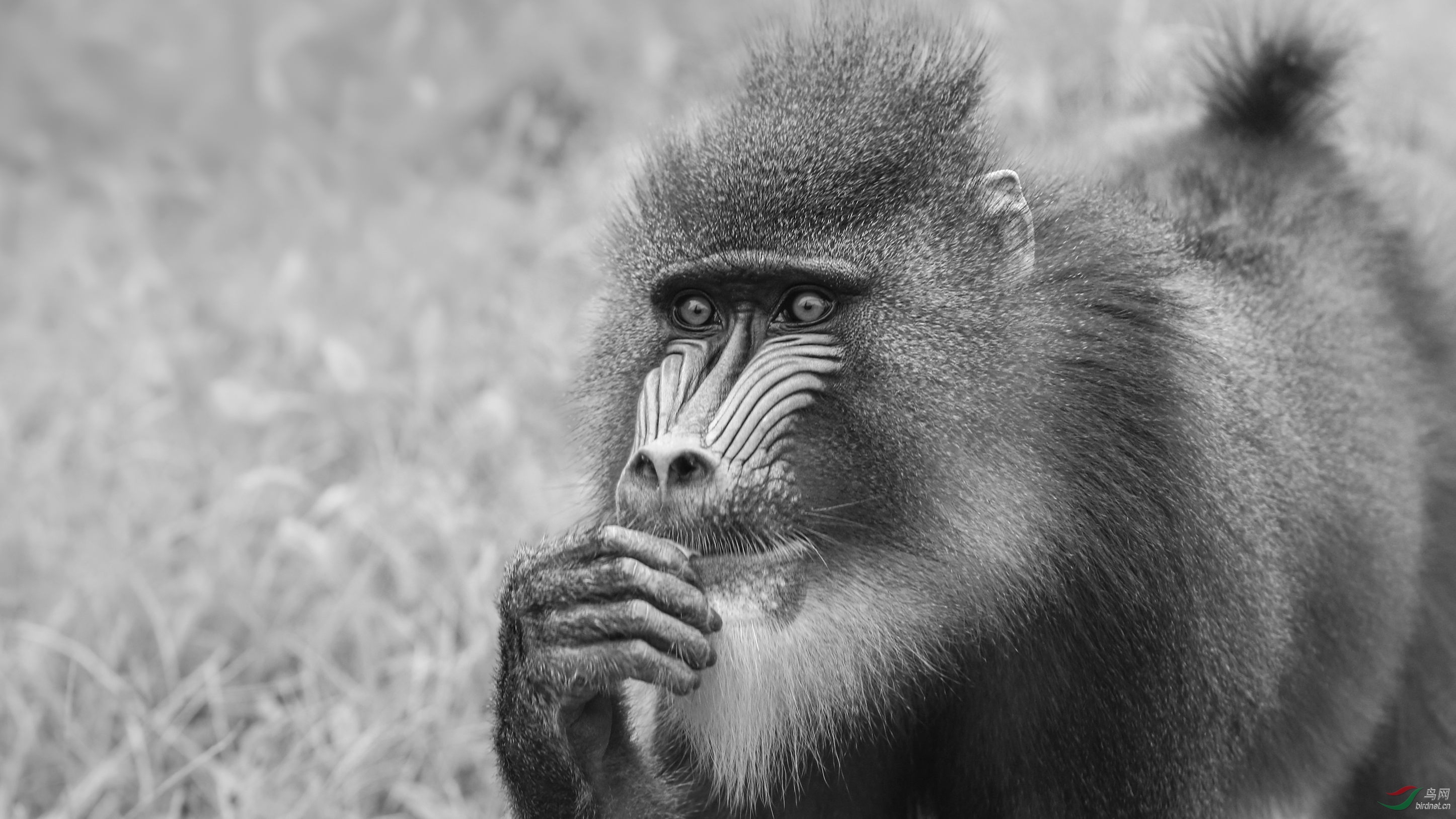 若有所思的山魈-祝贺老师荣获黑白影像首页精华!
