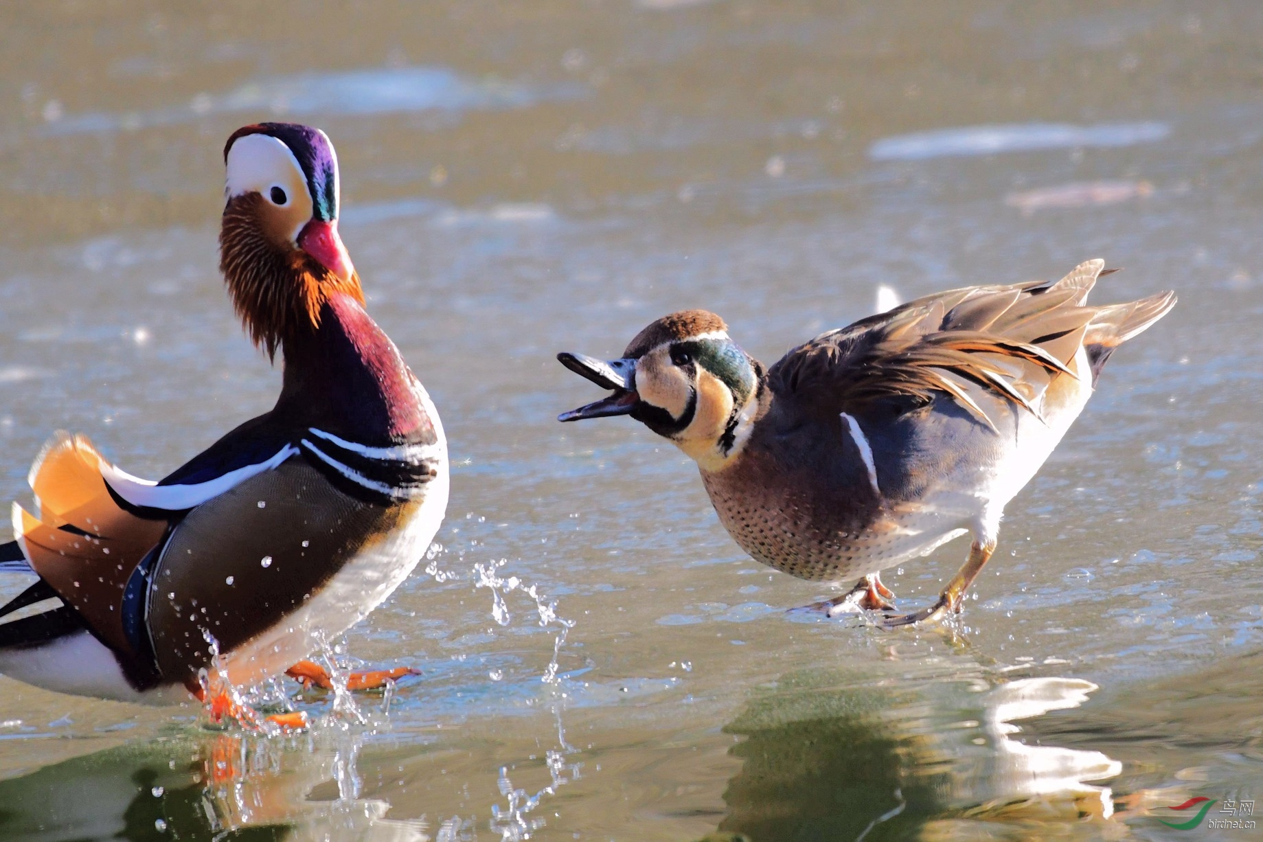 ���� 108.JPG