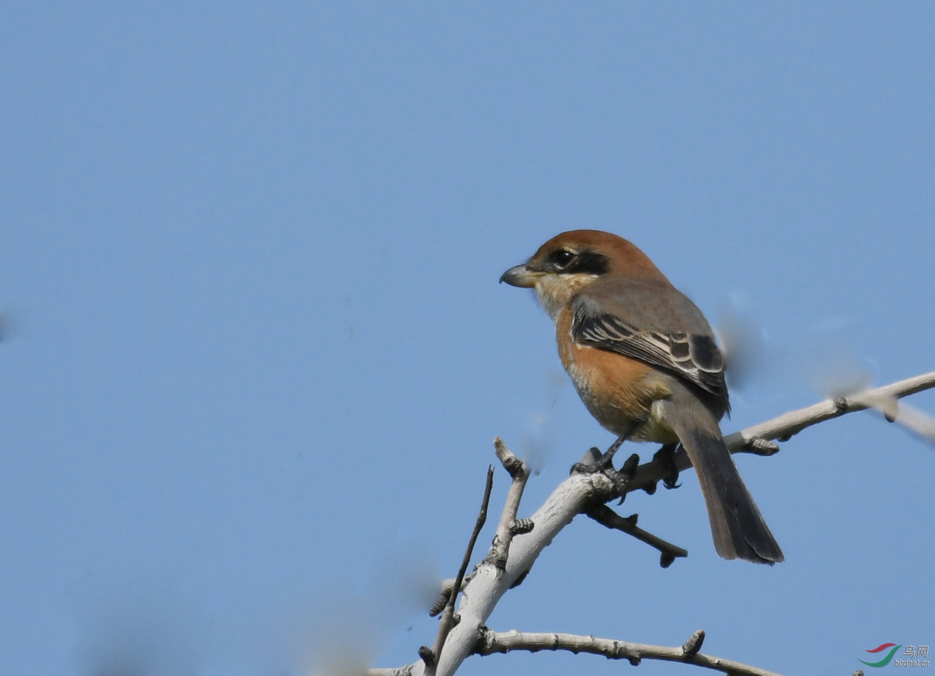 ������Ӱ 1148����.jpg