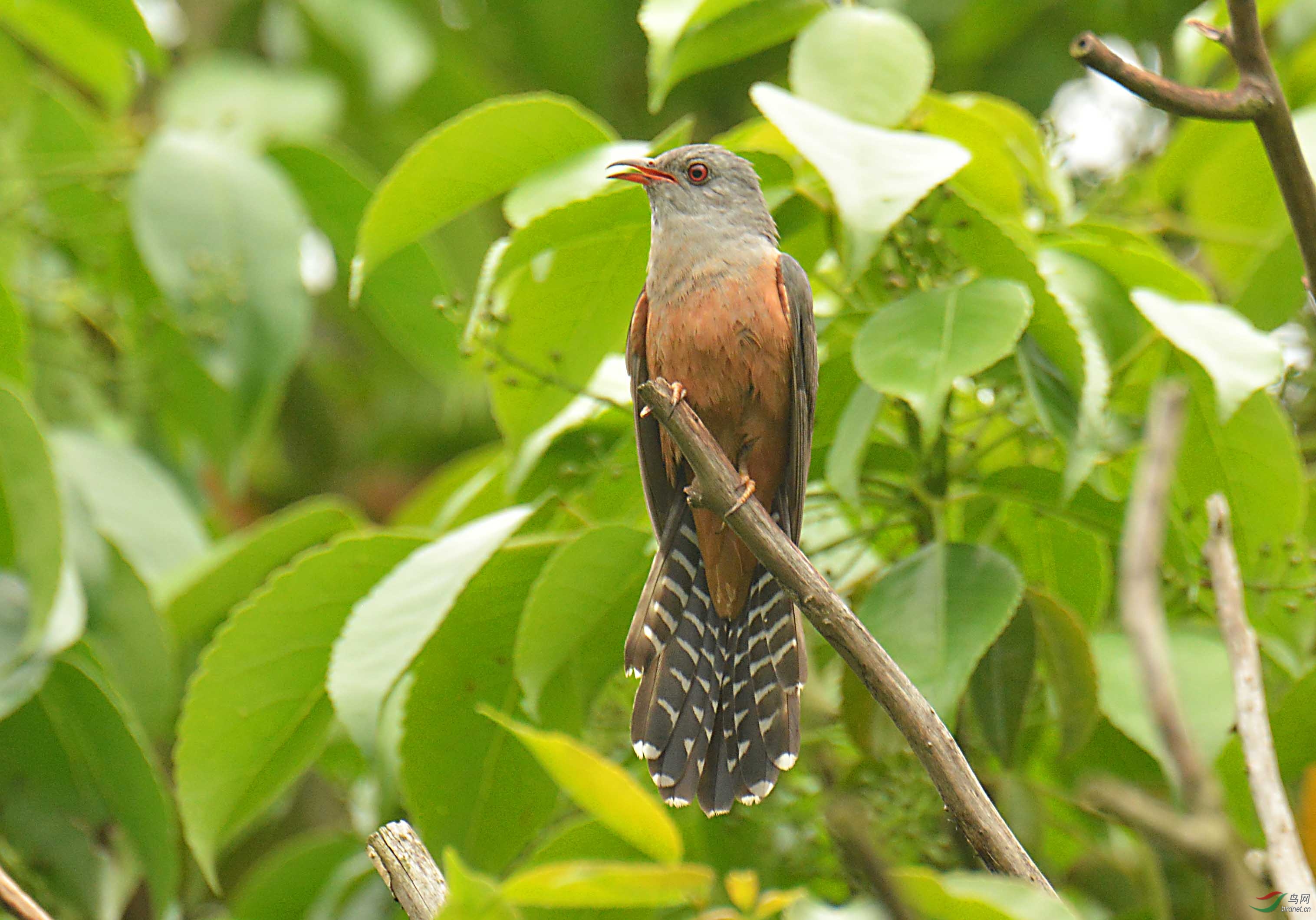 过境的八声杜鹃