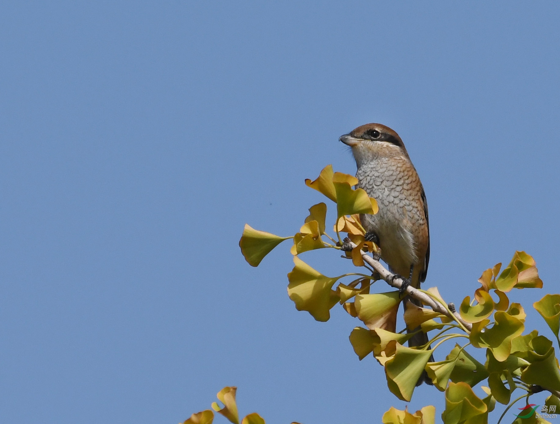 ������Ӱ 1189����.jpg