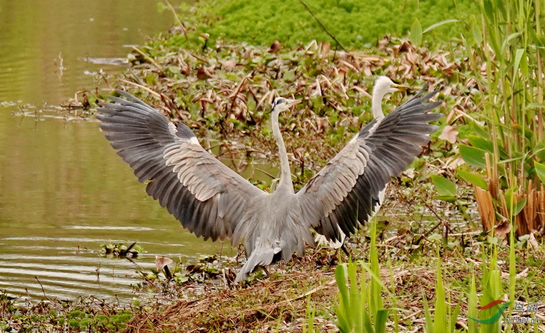 苍鹭.jpg