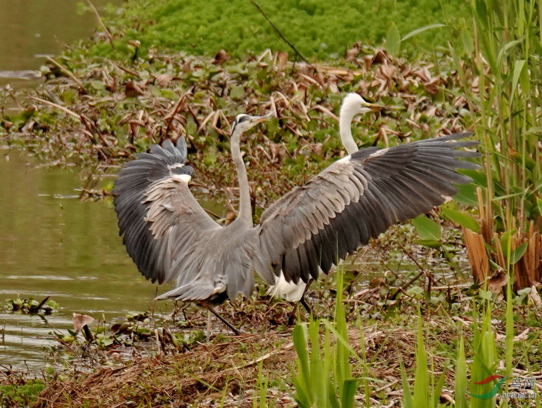 苍鹭-1.jpg