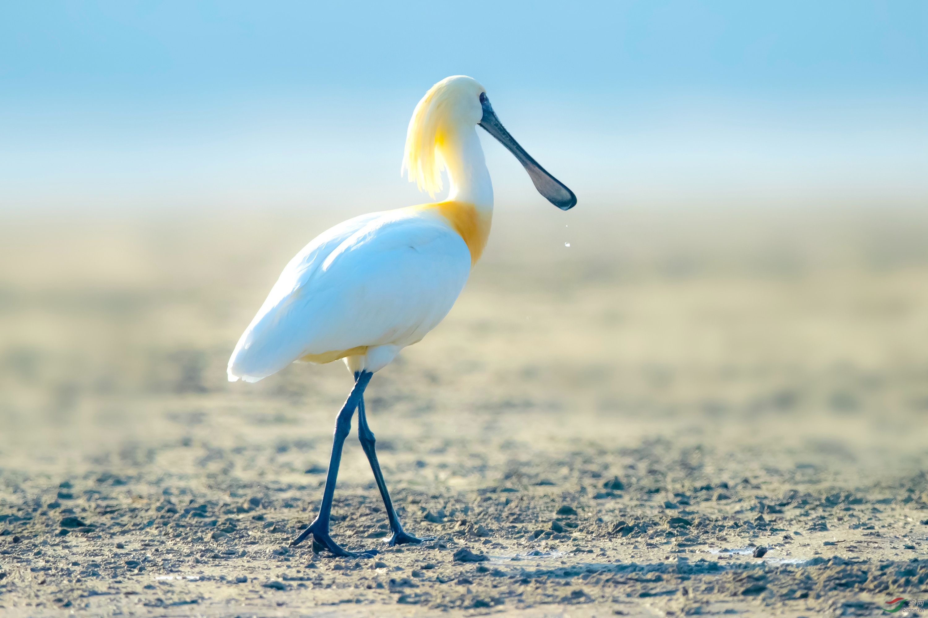 过境条子泥的黑脸琵鹭
