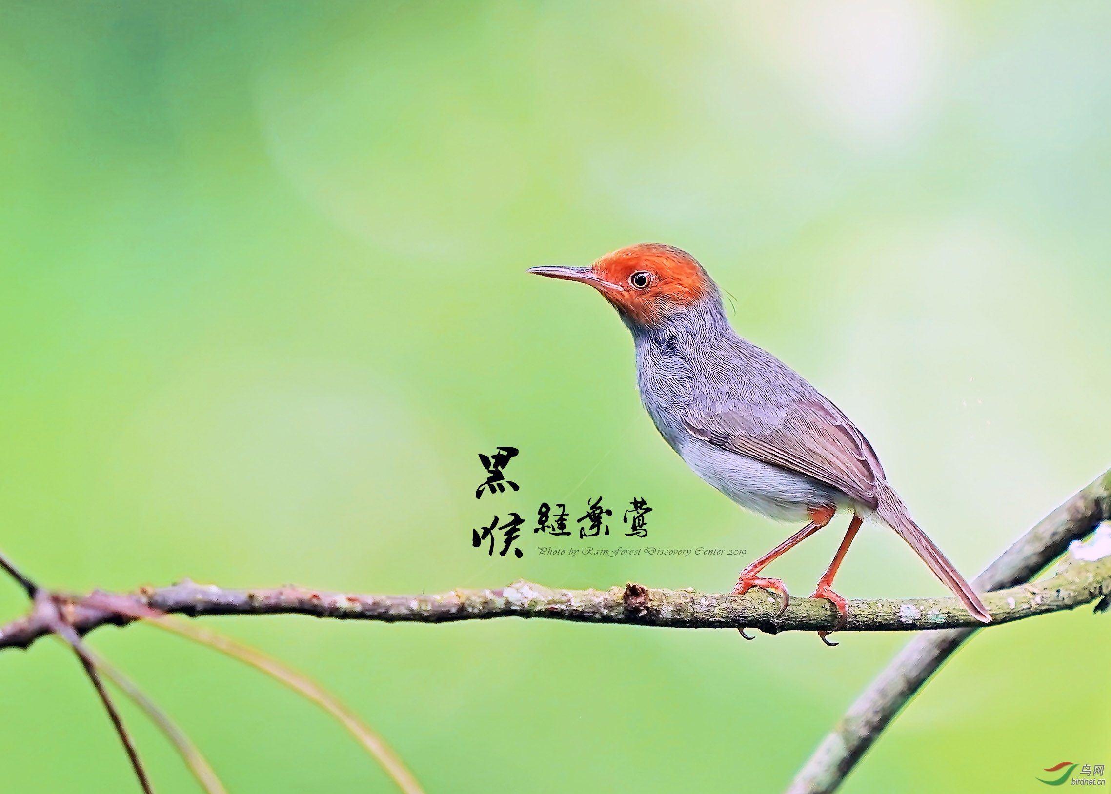 �����Ҷ�