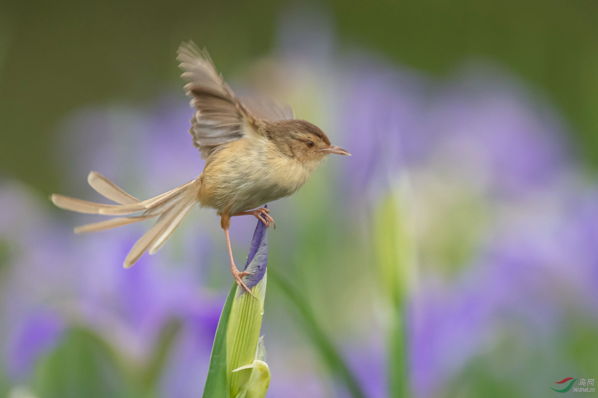 鸢尾花上小鹪莺