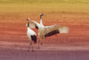 1 (110).JPG