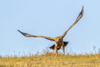 1 (54).JPG