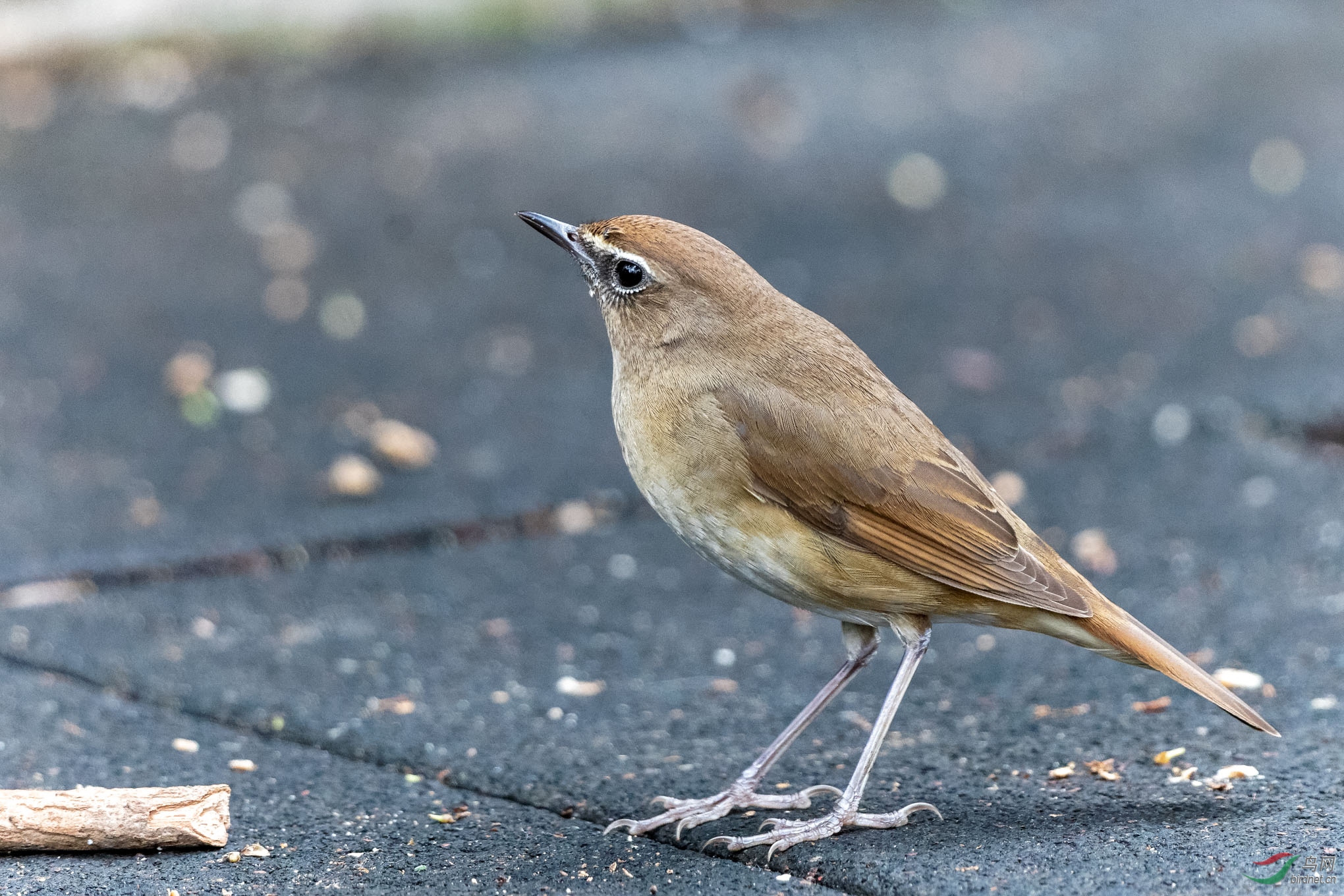 IMG_6147_DxO.jpg