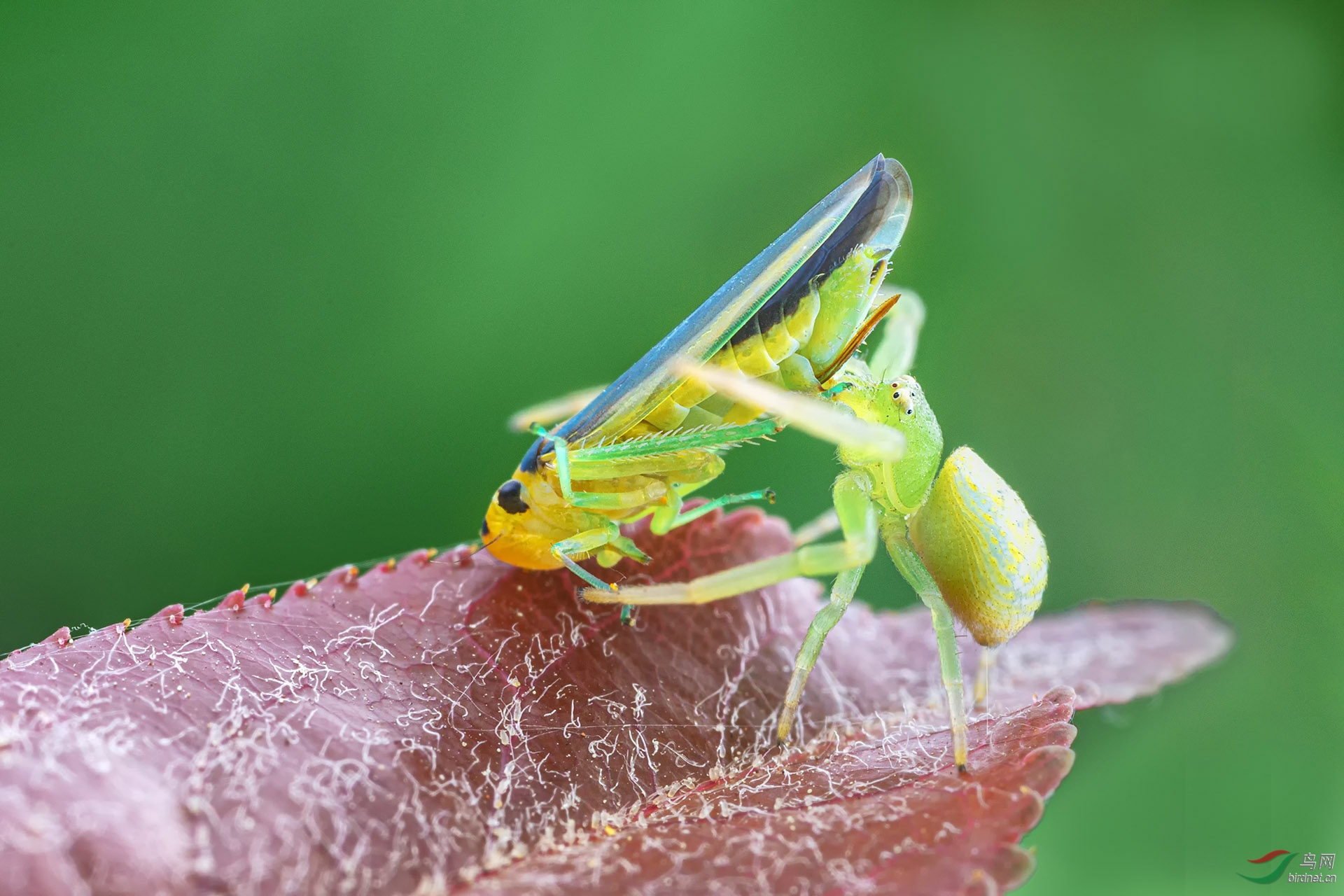 _G3A5364-11.jpg