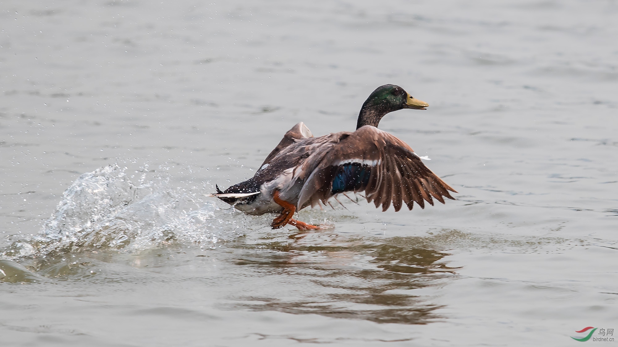 春江水暖鸭先知