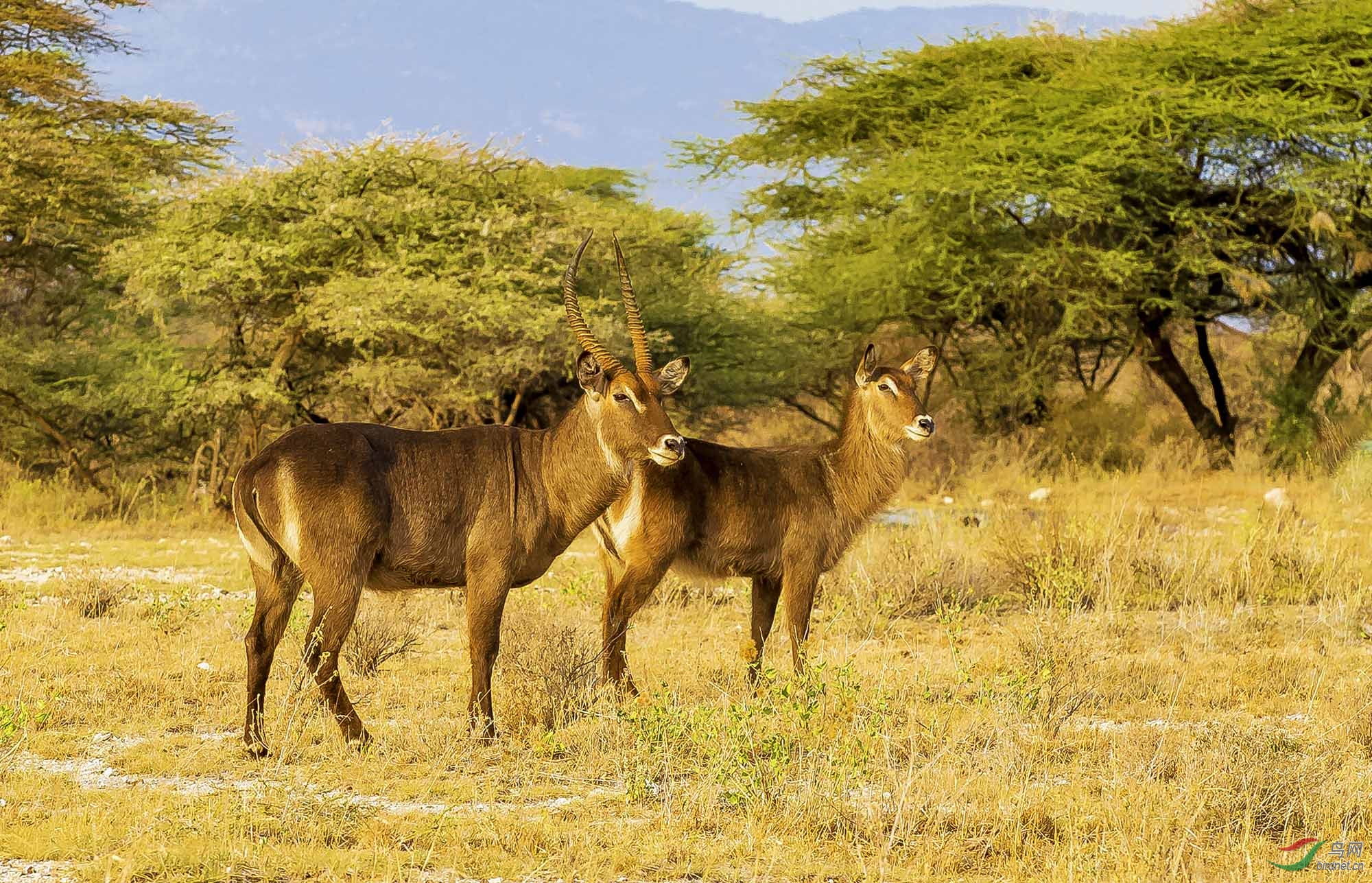 非洲草原——水羚羊