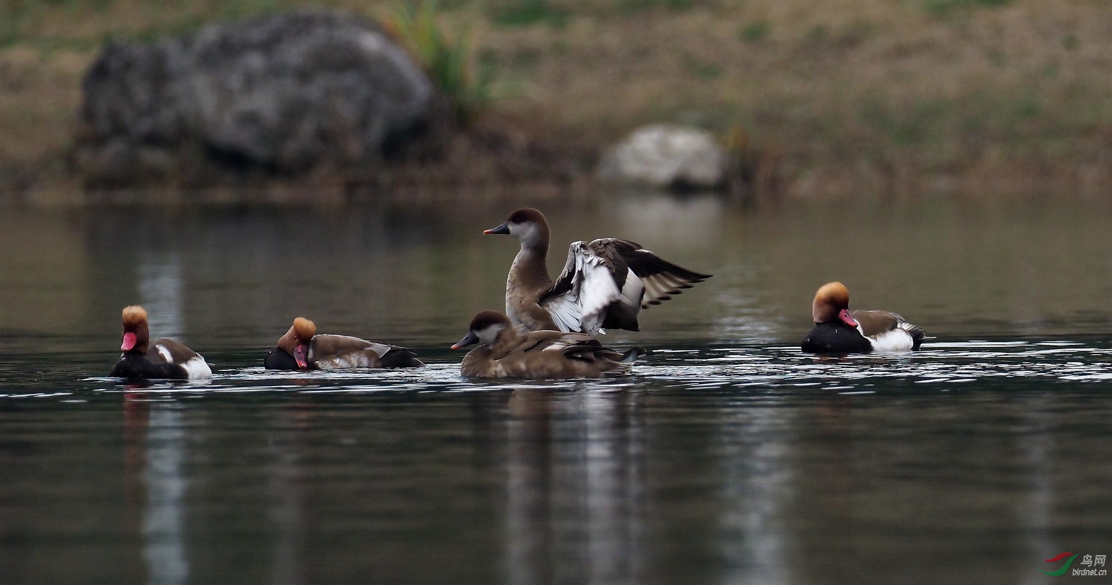 P1171015_����_DxO (����).jpg