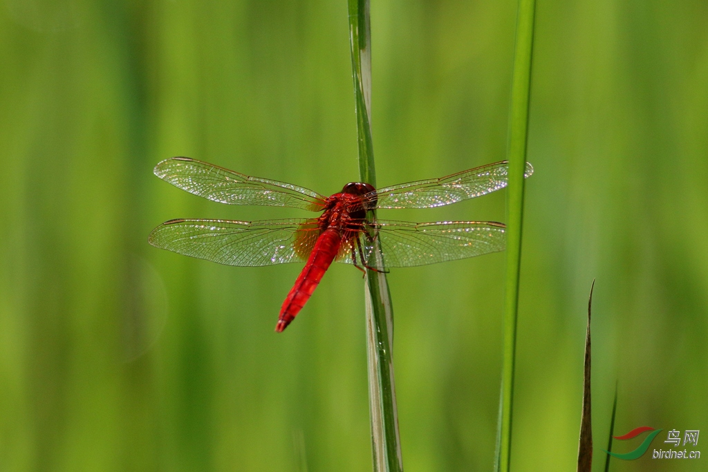 367A2395_����.jpg