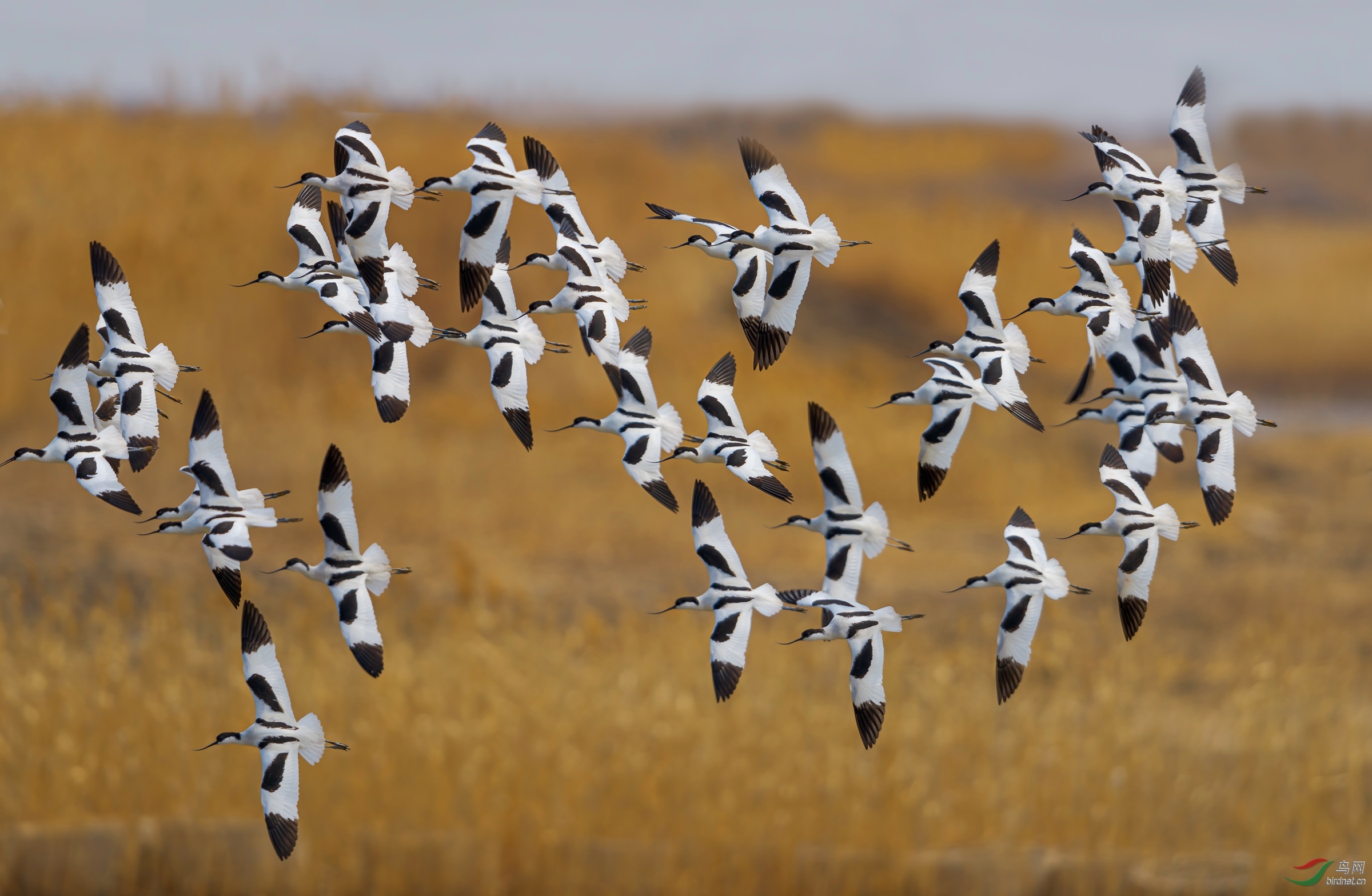 群飞——反嘴鹬【恭贺老师佳作获每日佳作】