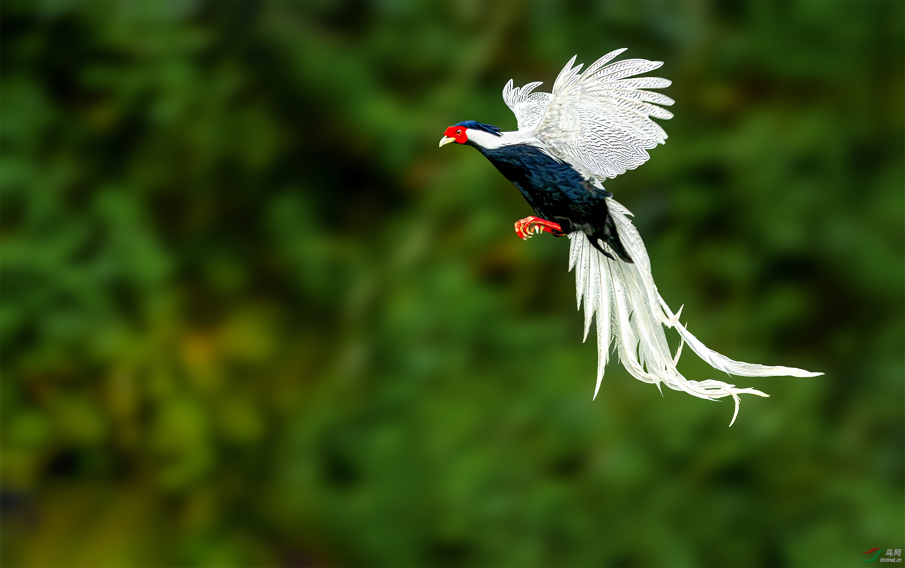 AC1I7132-1-�ָ���-�ָ��� (2).jpg