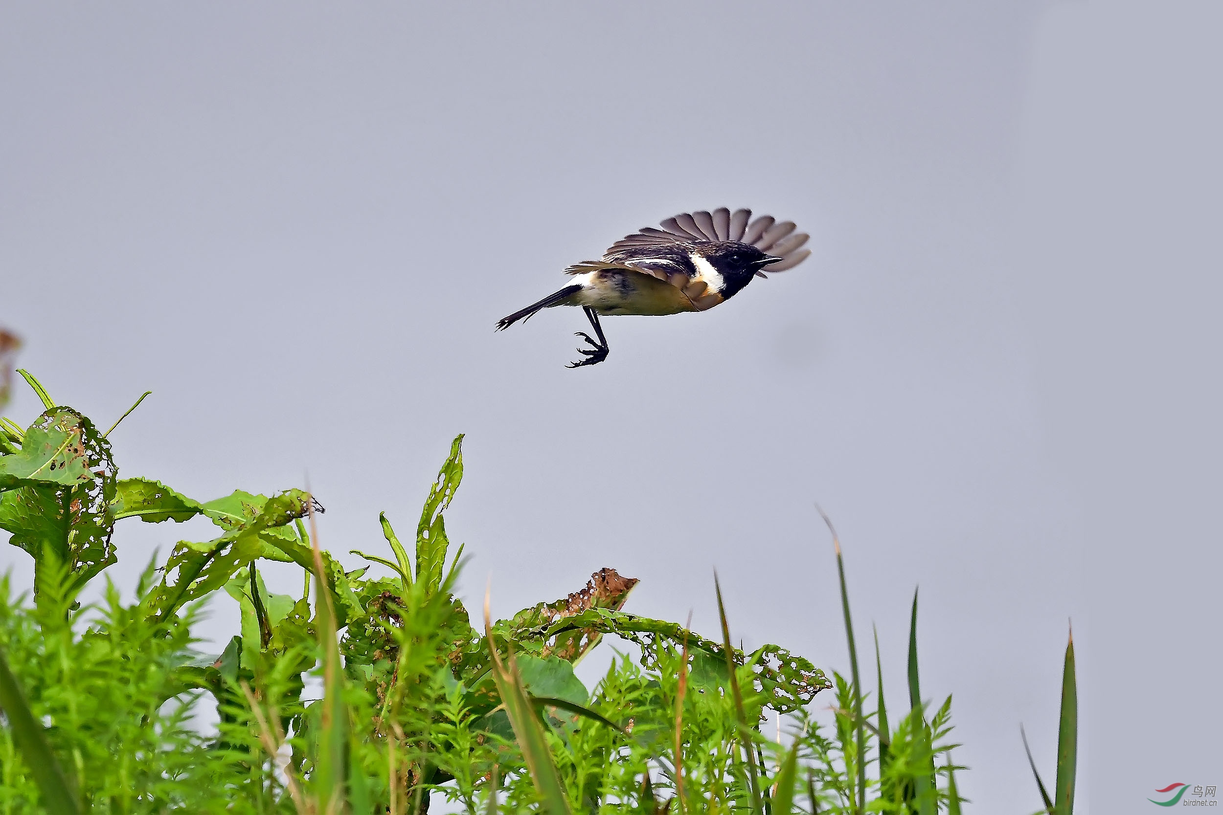 DSC_2511.jpg