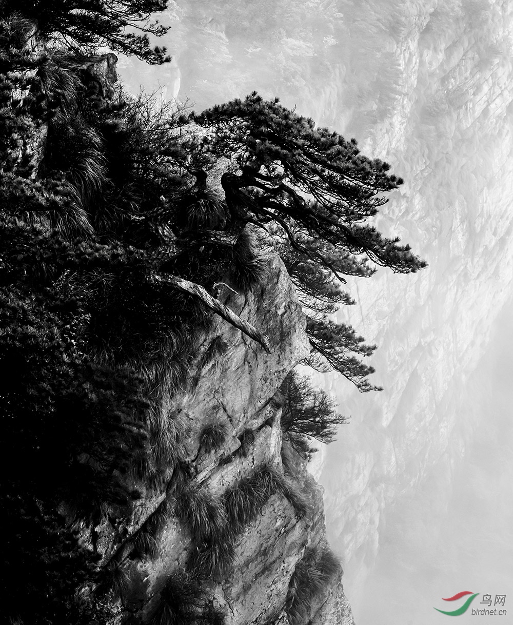 [风光] 庐山迎客松------祝贺老师荣获黑白影像首页精华!