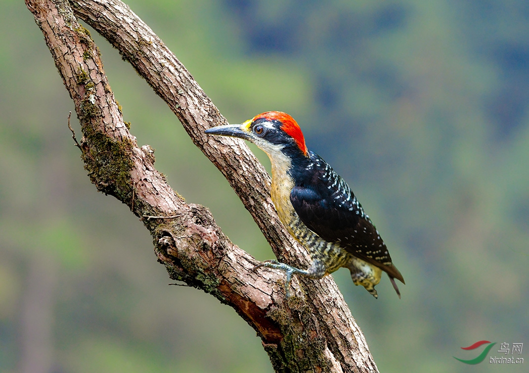 DSC_2034-1.jpg
