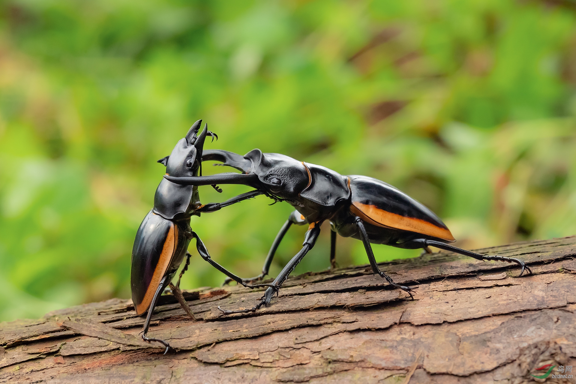 擒库光胫锹甲贺获首页精华