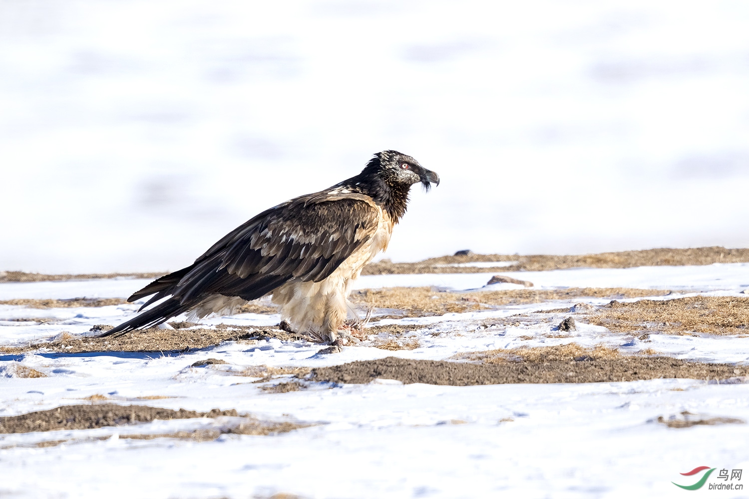 胡兀鹫的侧身像