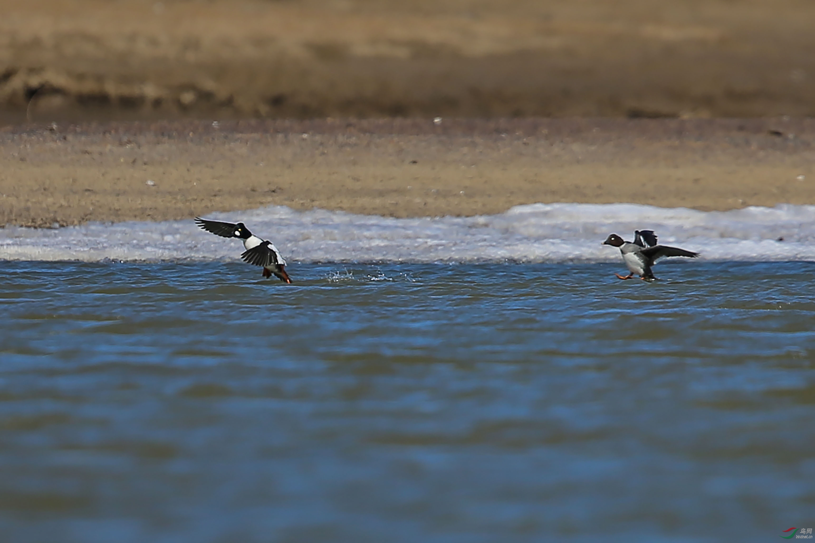 AB0R6466.jpg