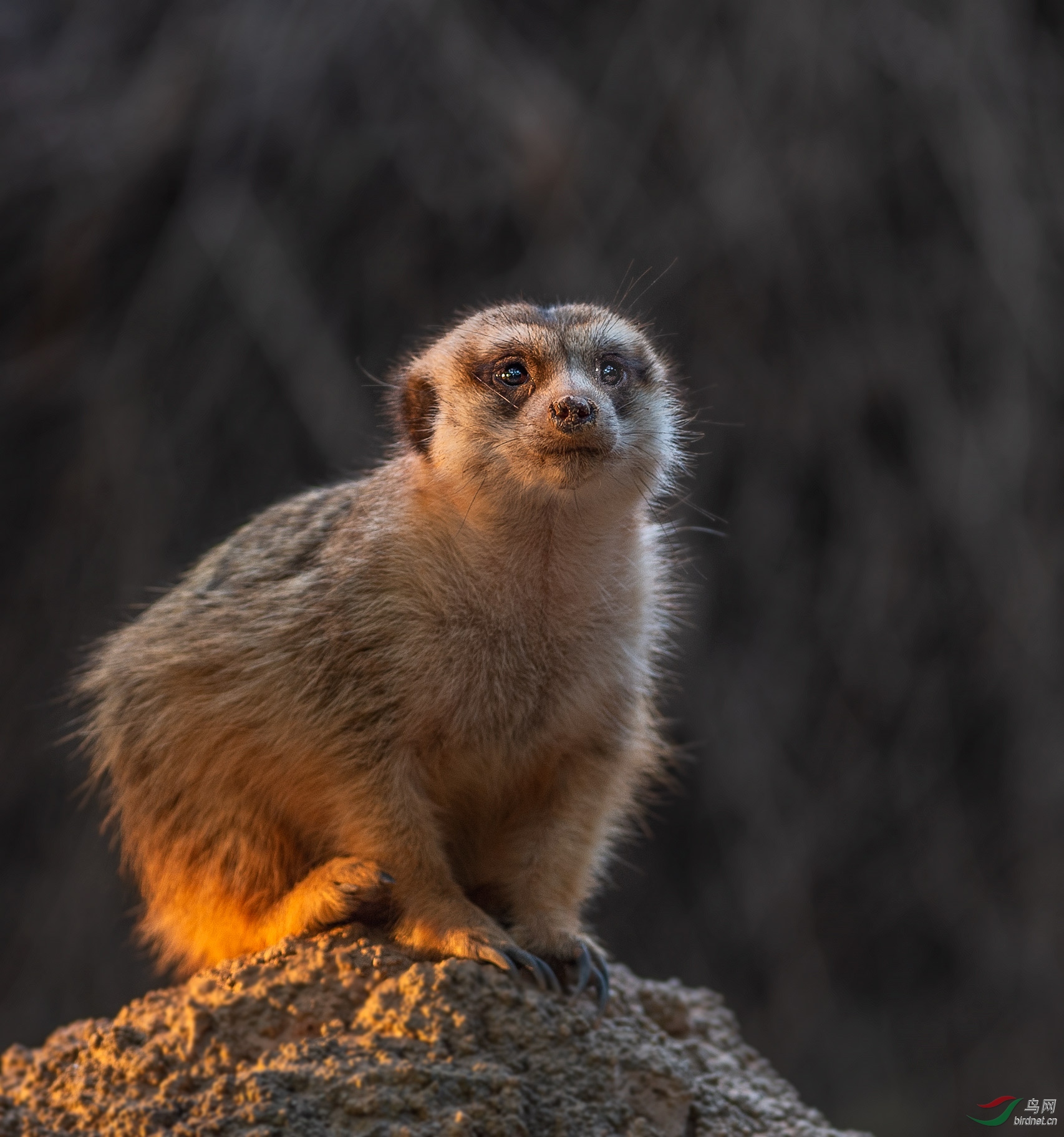 爪哇獴 :望风捕影(恭贺老师佳作荣获首页精华)