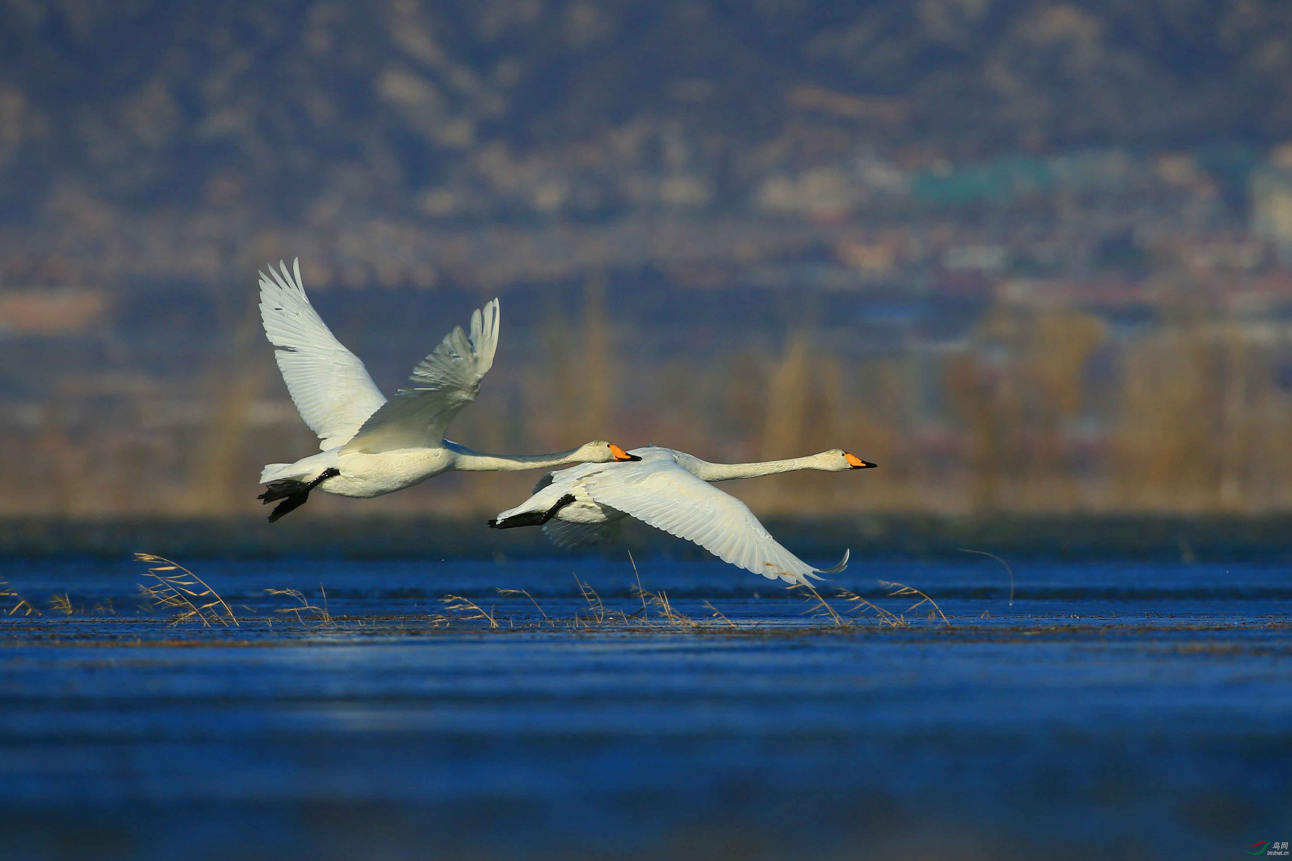 迁徙途中过境北京