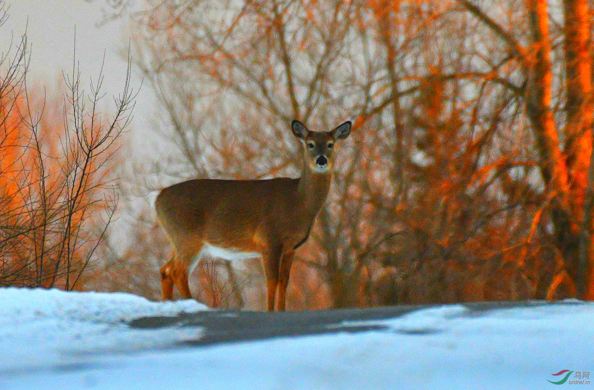 【雪中鹿影】