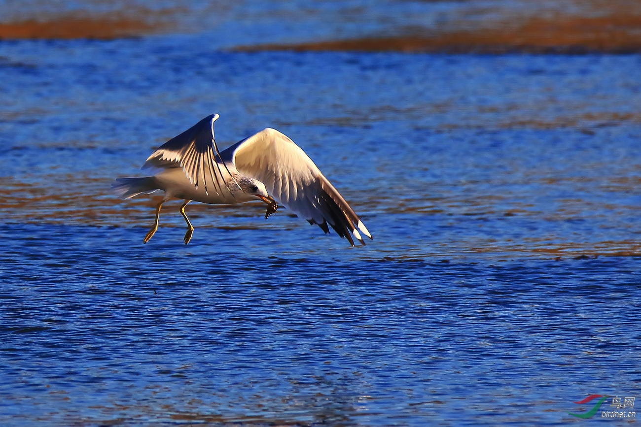 ץ����С����