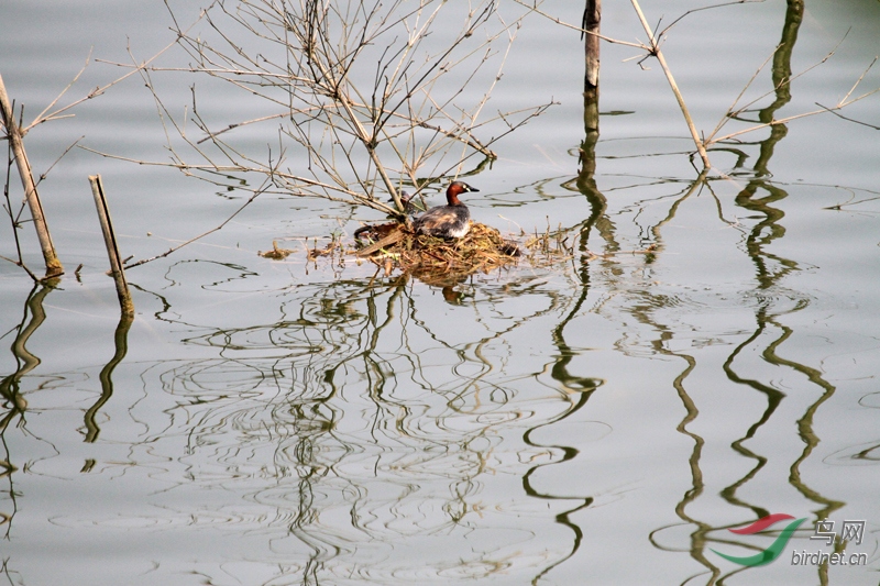 1��һ��С�G�f������ڿ��ֵء��Ҹ��ء��������ڵط�����һ���������ƺ��������ö�������  ...