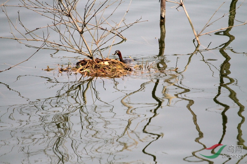 2��С�G�f������š�С��������һ���Ҹ�������