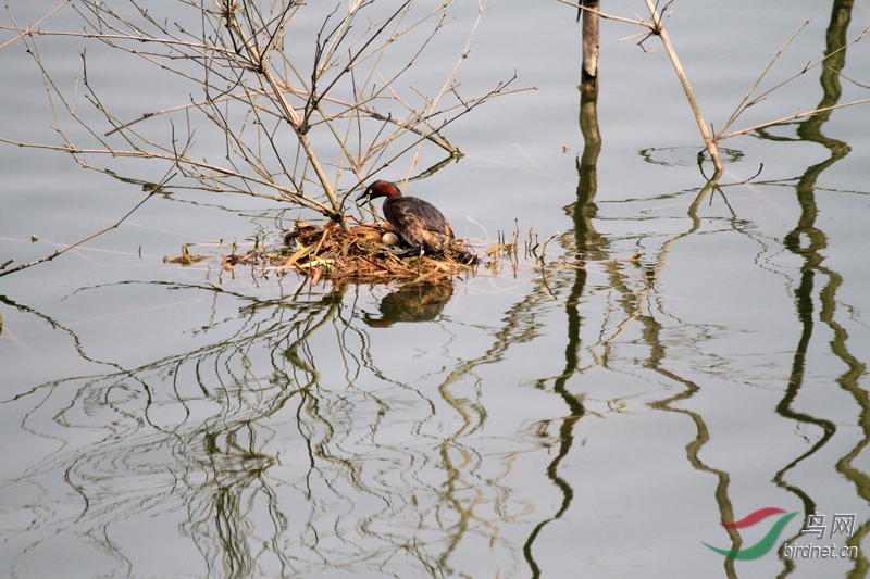 3��С�G�f������ĵػ����š�С������