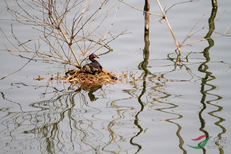 4��С�G�f����Ҹ���Ϊ��С����������Ի��������