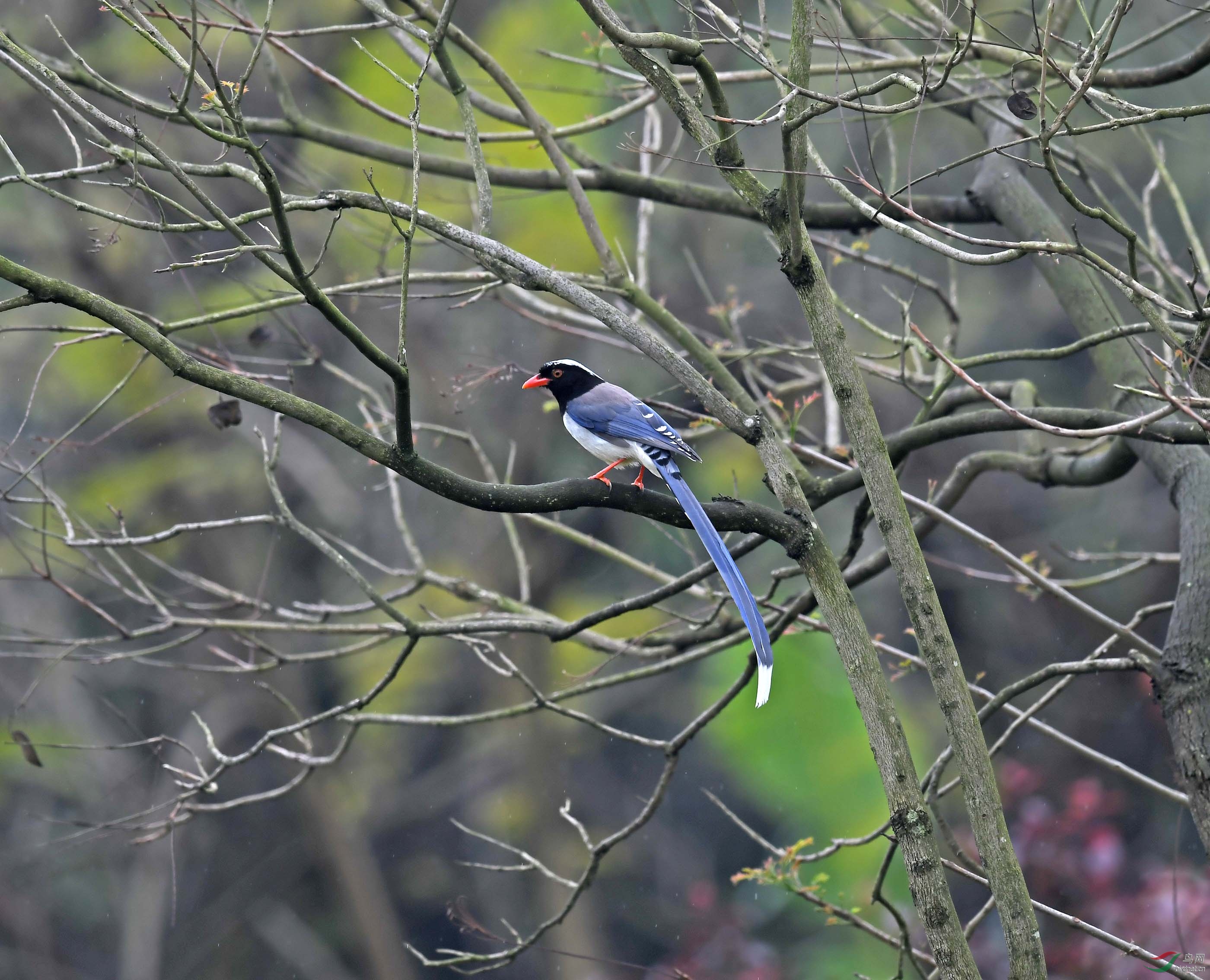 DSC_7998 - ����.JPG