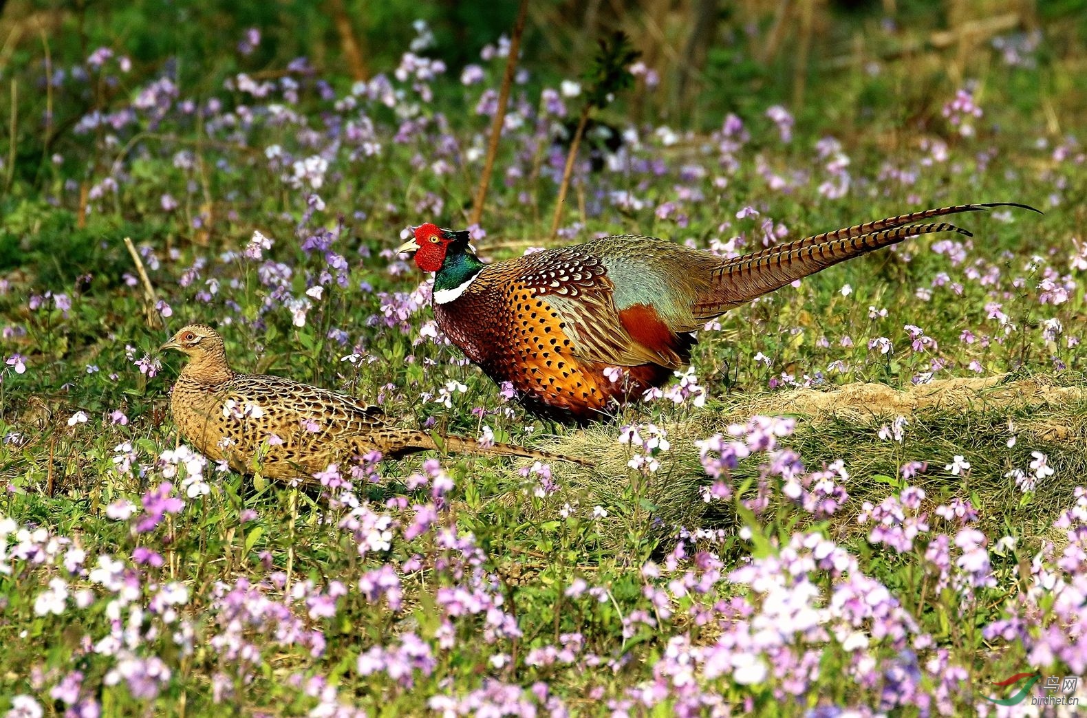 花鸡游荡花海中