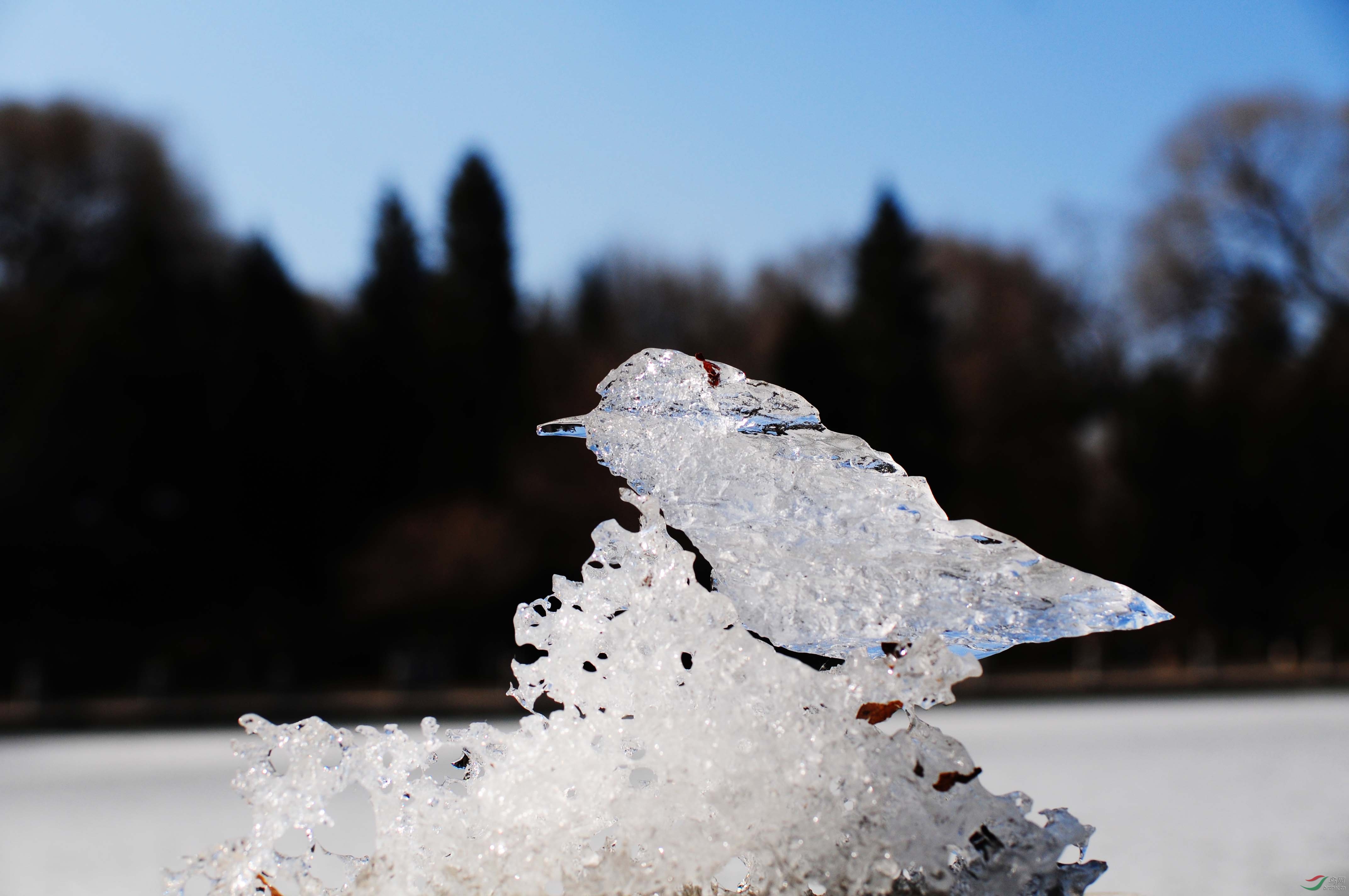 冰麻雀【自然冰融化】