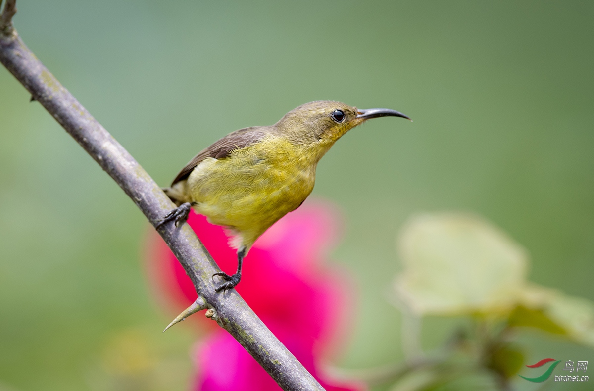 Զ��---�Ƹ�������