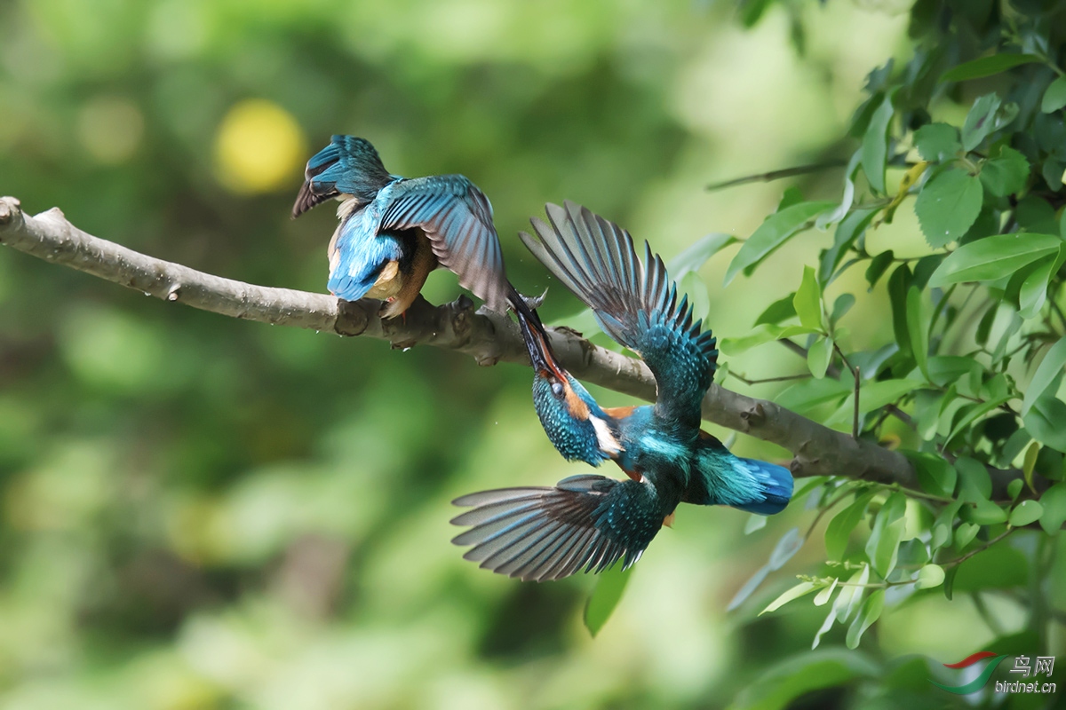 DSC_p7771.jpg