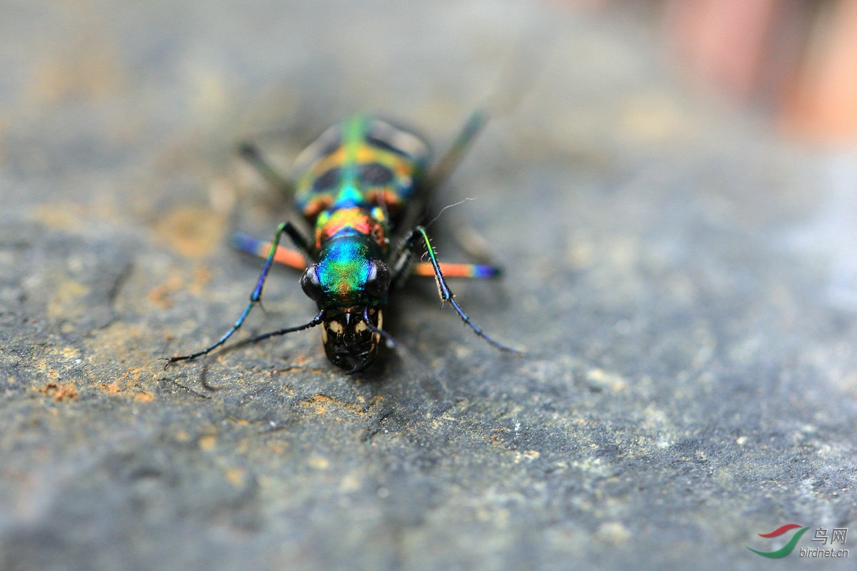 最美昆虫——中华虎甲