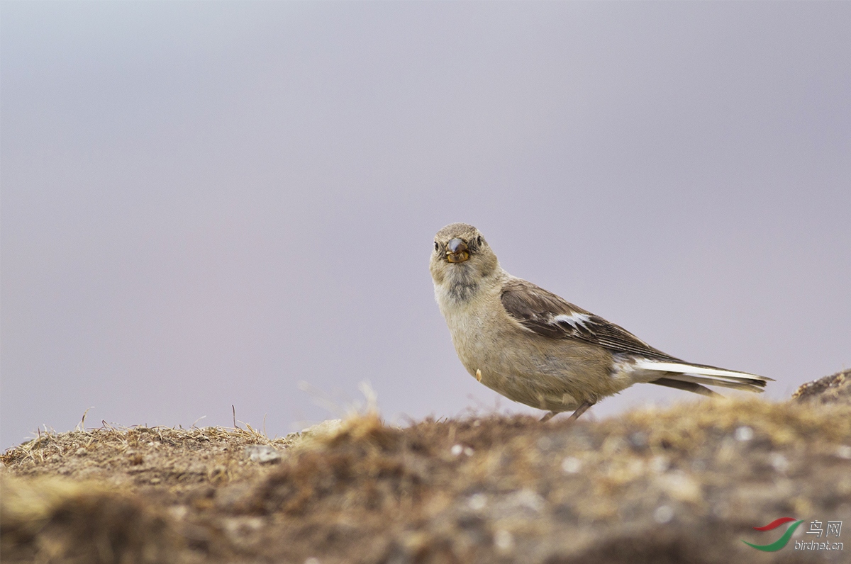 白斑翅雪雀
