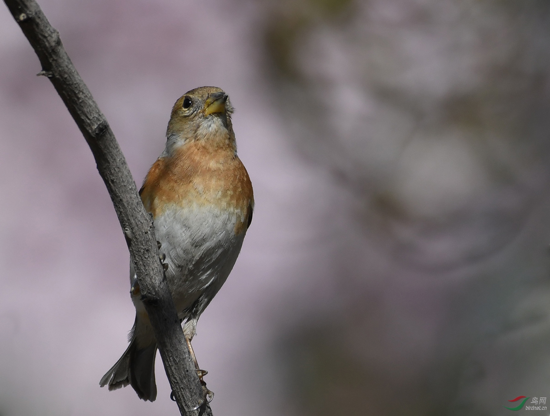 ������Ӱ 250����.jpg