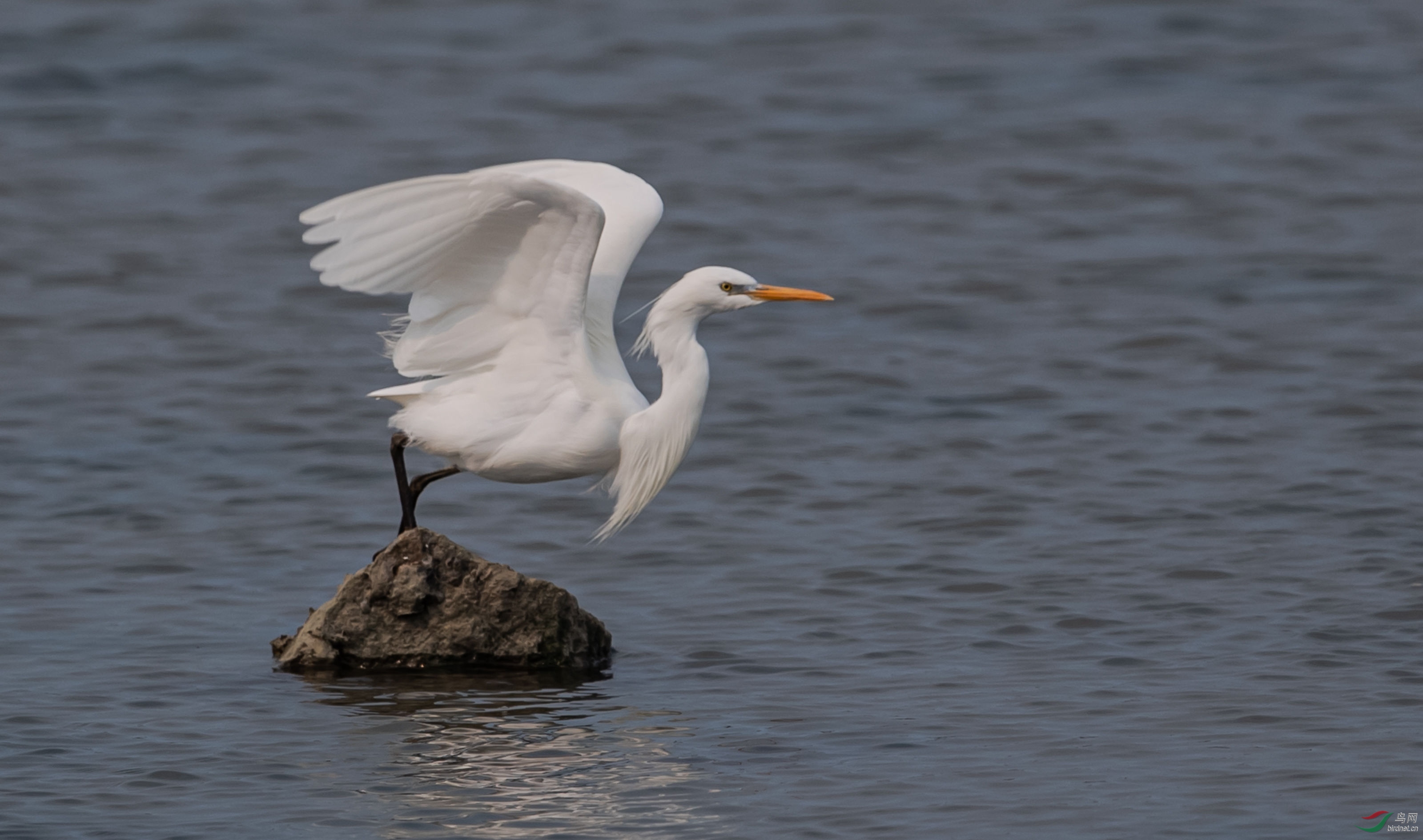 濒危物种黄嘴白鹭