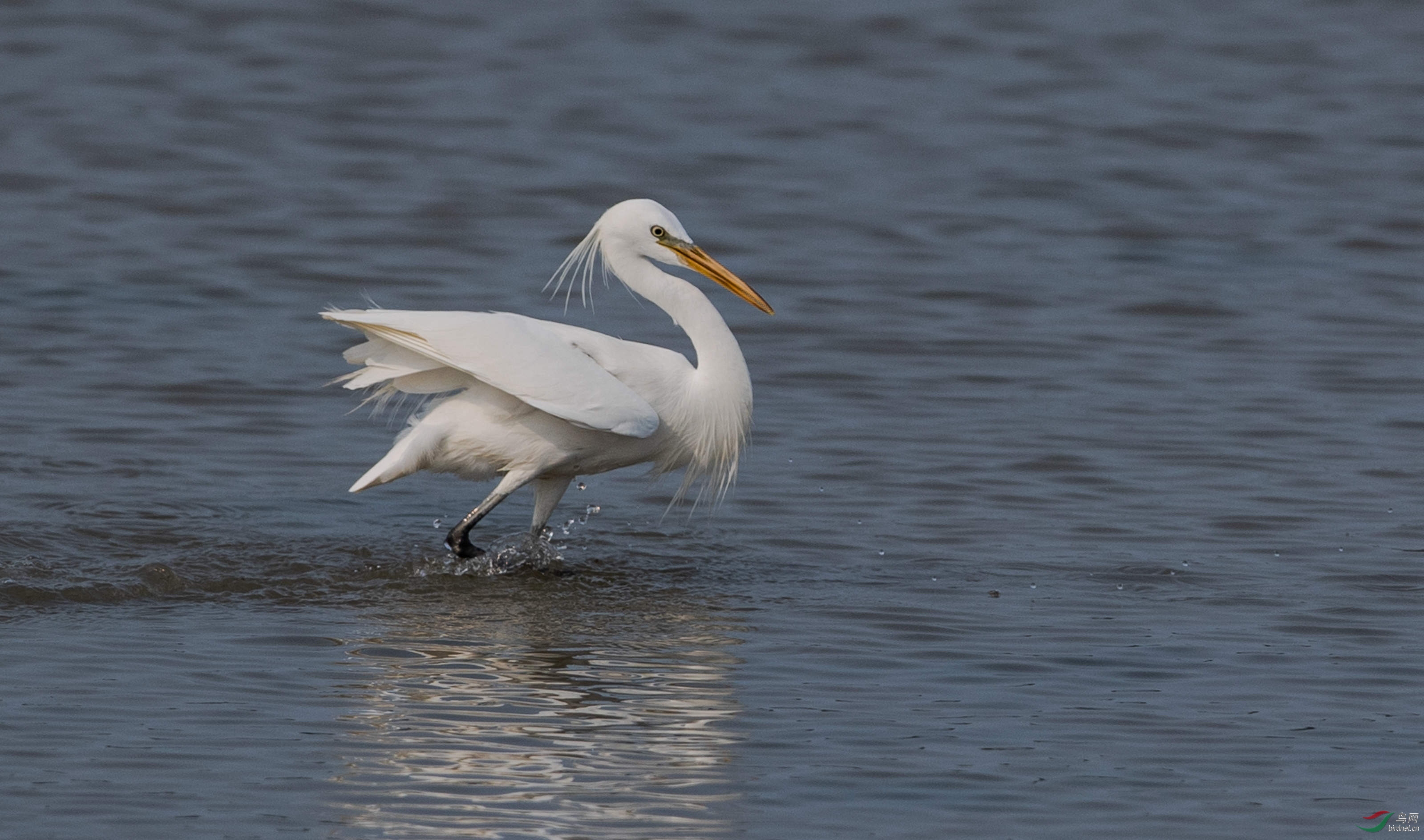 濒危物种黄嘴白鹭