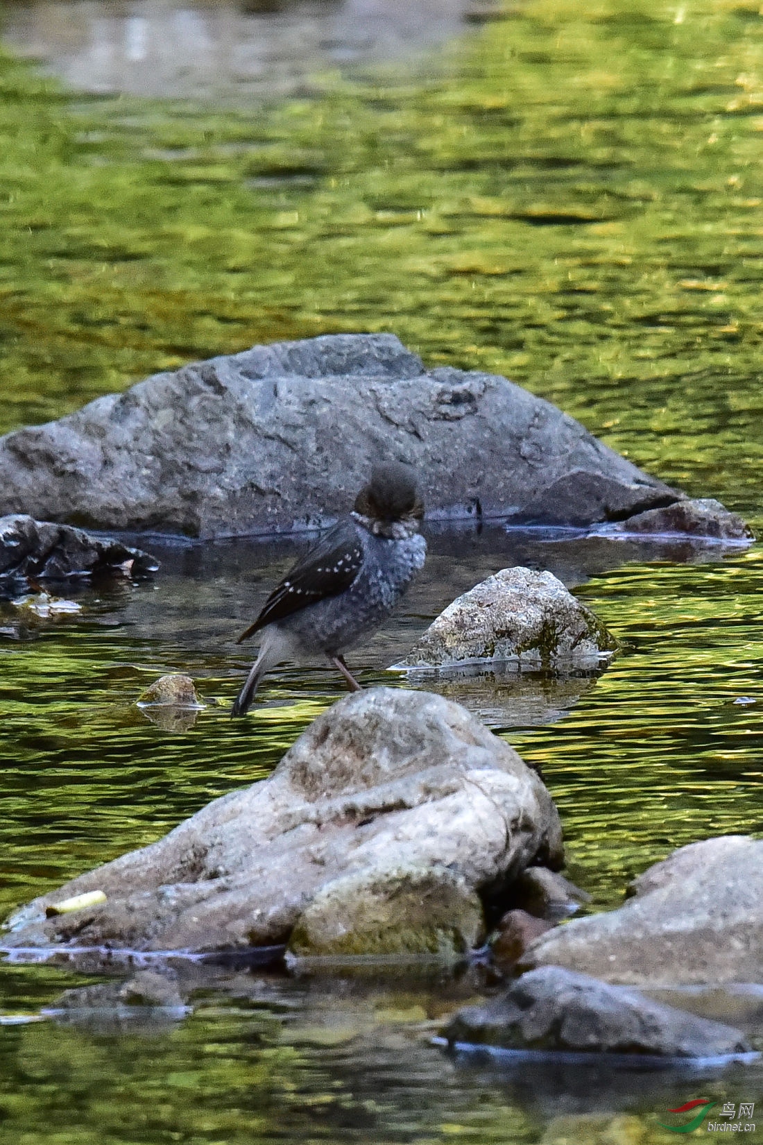 DSC_0961.JPG