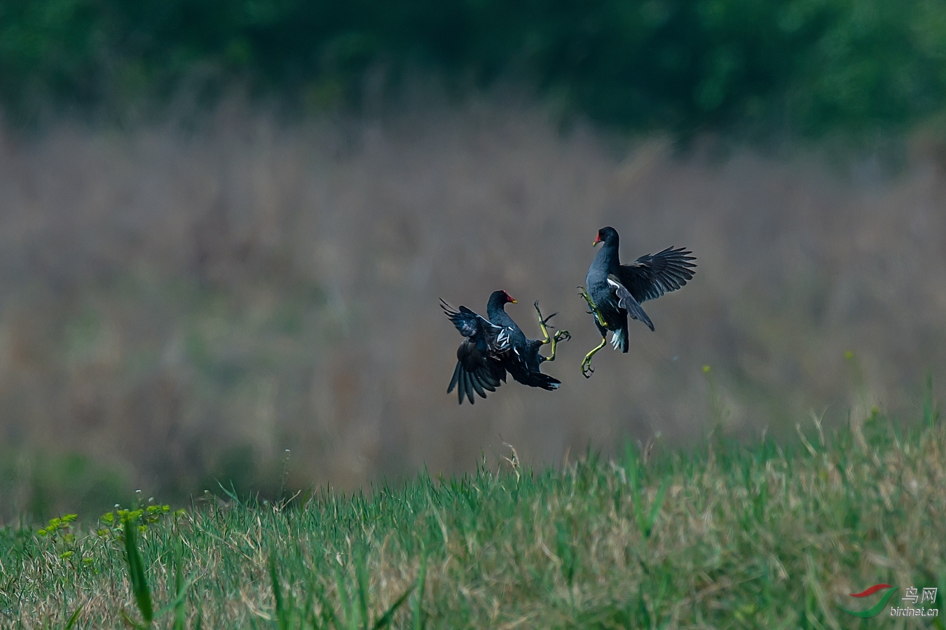 XCG2_8068 - ����.jpg