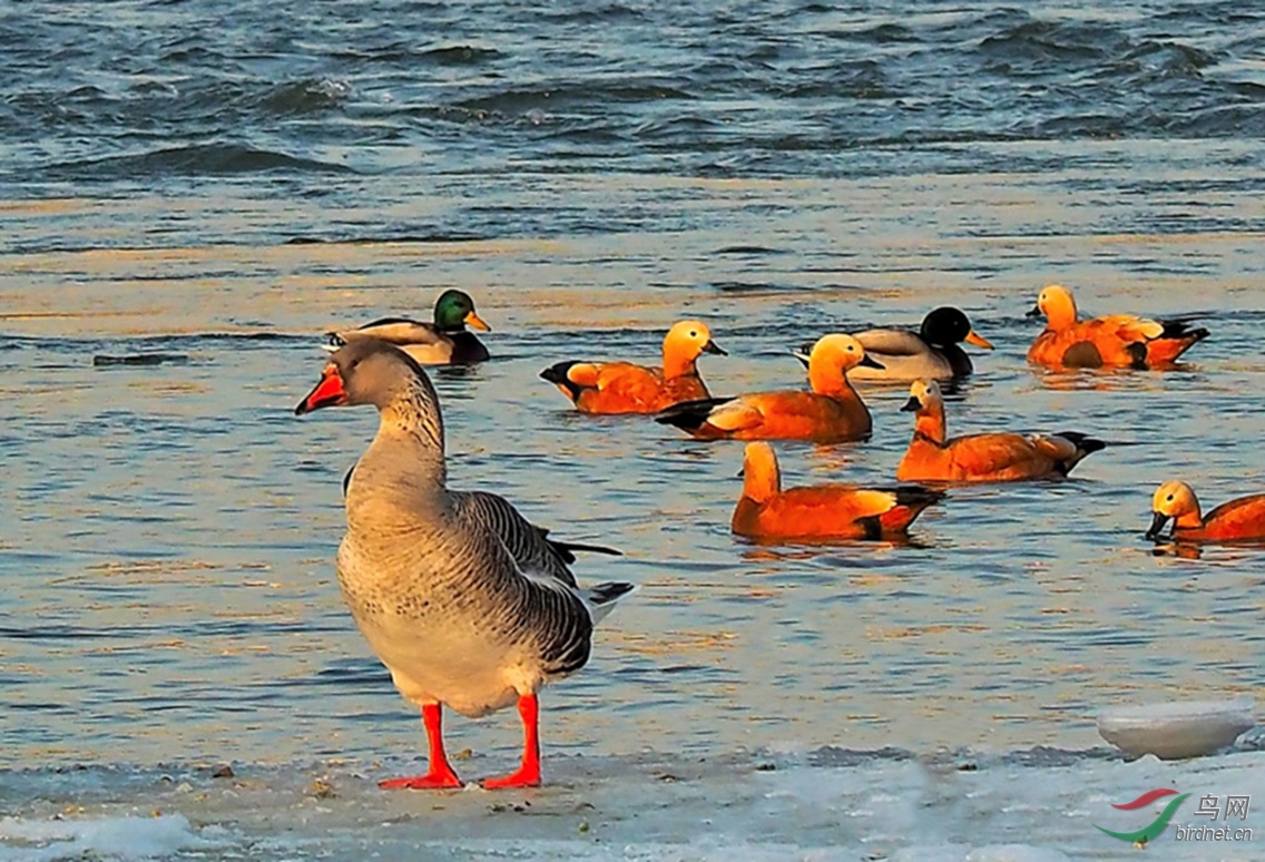 ��г����